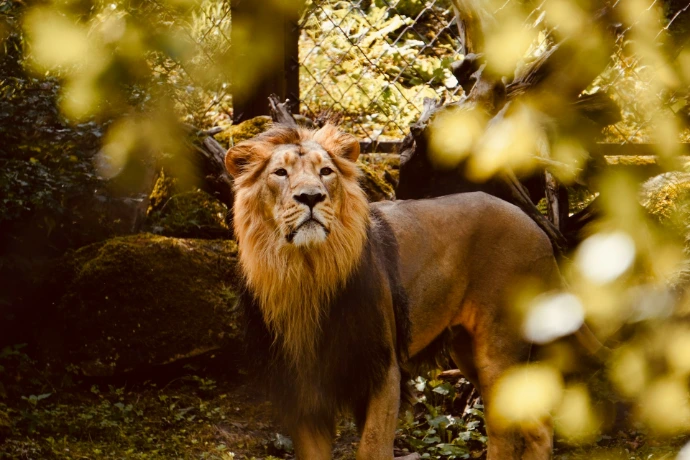 a lion standing in the middle of a forest